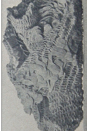 Fragment of a plume from the Alte Museum, Berlin.