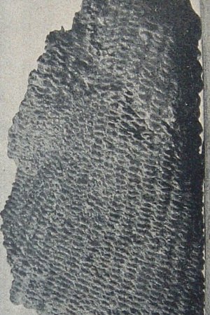 Fragment of a plume from the Alte Museum, Berlin, rear view.