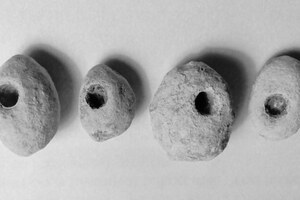 Projectiles,Ballistae,and Burnswark: Whistling sling bullets found at Burnswark Hill; archaeological view, find or museum context connected with the site, Roman period or local archaeological context.