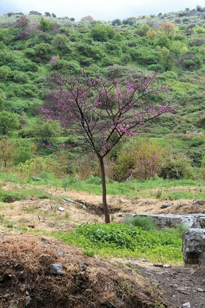 Эфес: Ephesos 2013-03-26c; археологический вид, находка или музейный контекст, связанный с памятником, римский период или локальный археологический контекст.